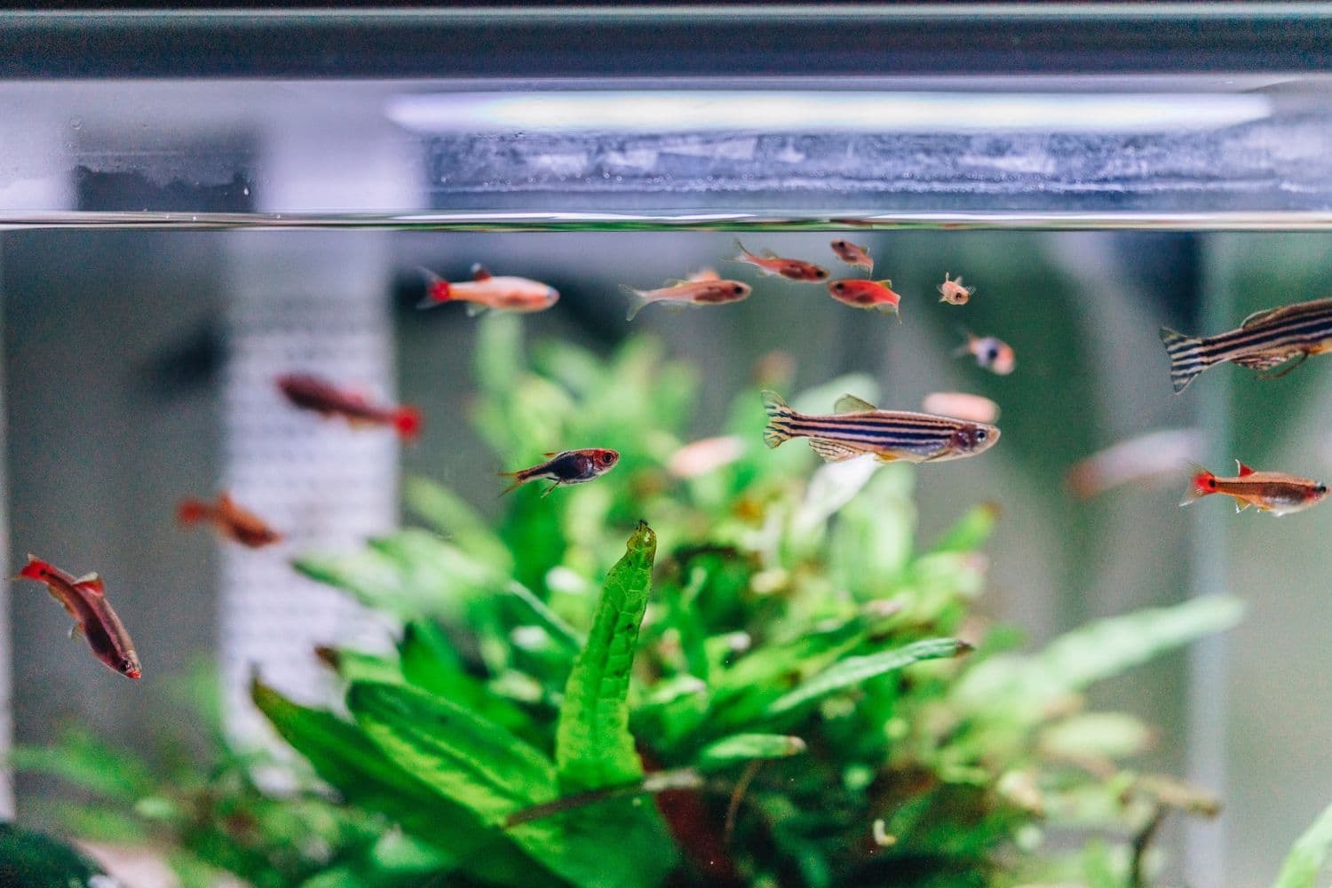 aquarium avec de petits poissons rouges et noirs
