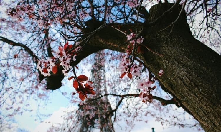 Printemps : LA bonne période pour déménager moins cher