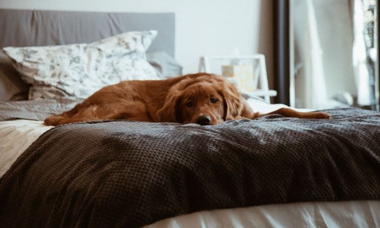 chien sur un lit