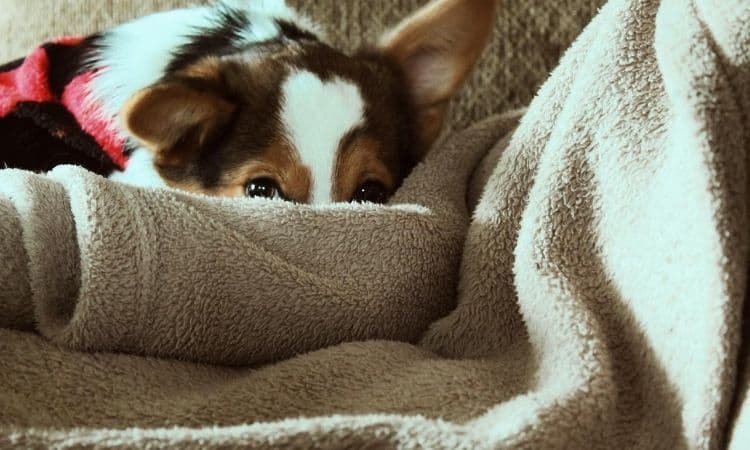 chien sur une couverture