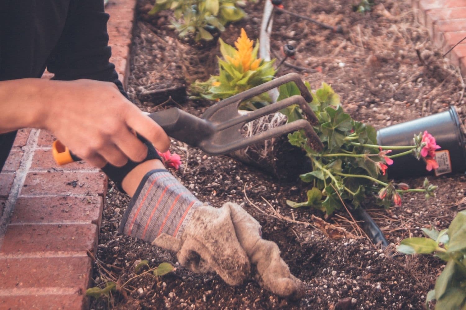 personnes plantant des géraniums