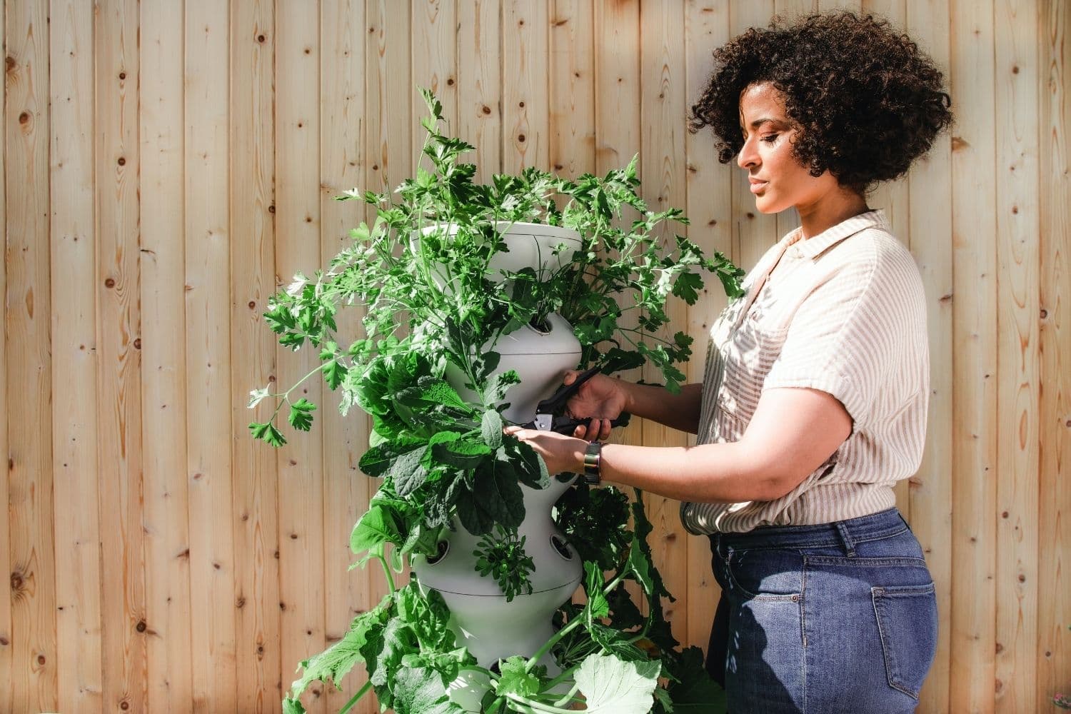 personne taillant une grande plante