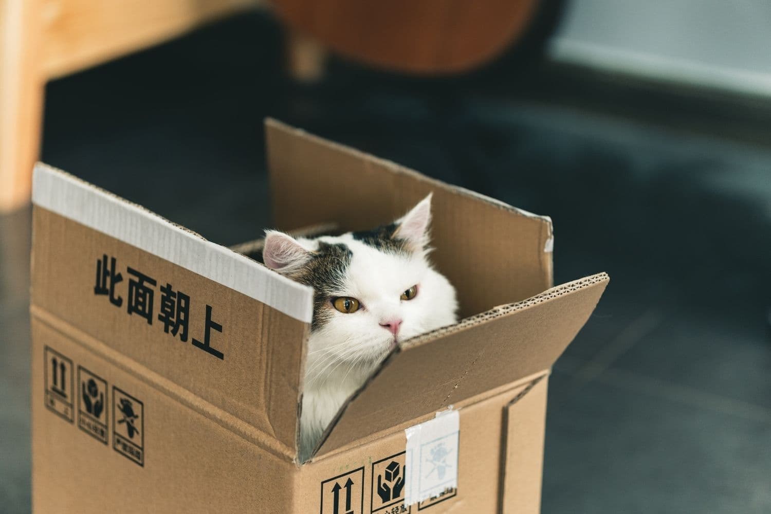 chat blanc et gris dans un carton
