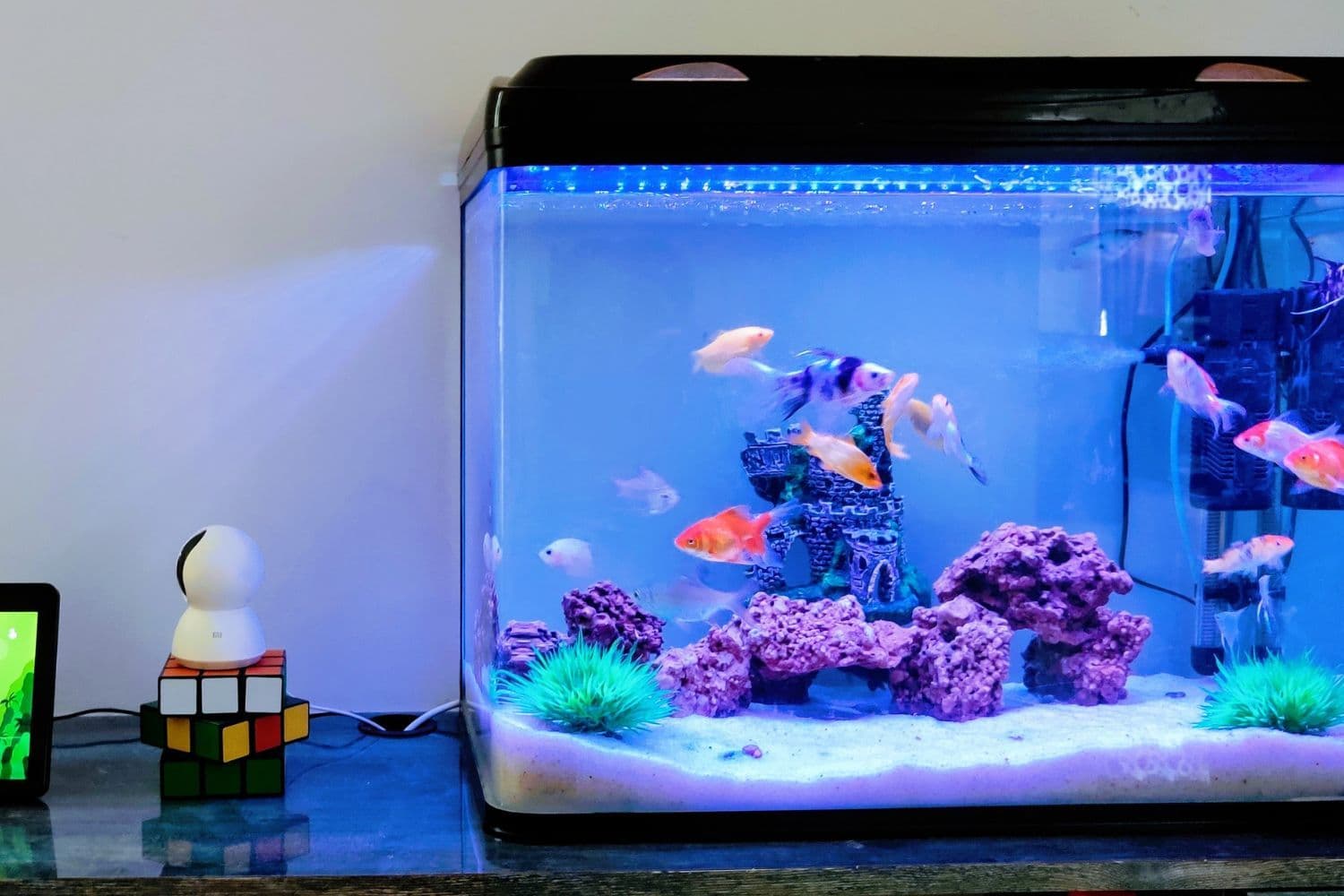 aquarium avec une lumière bleue