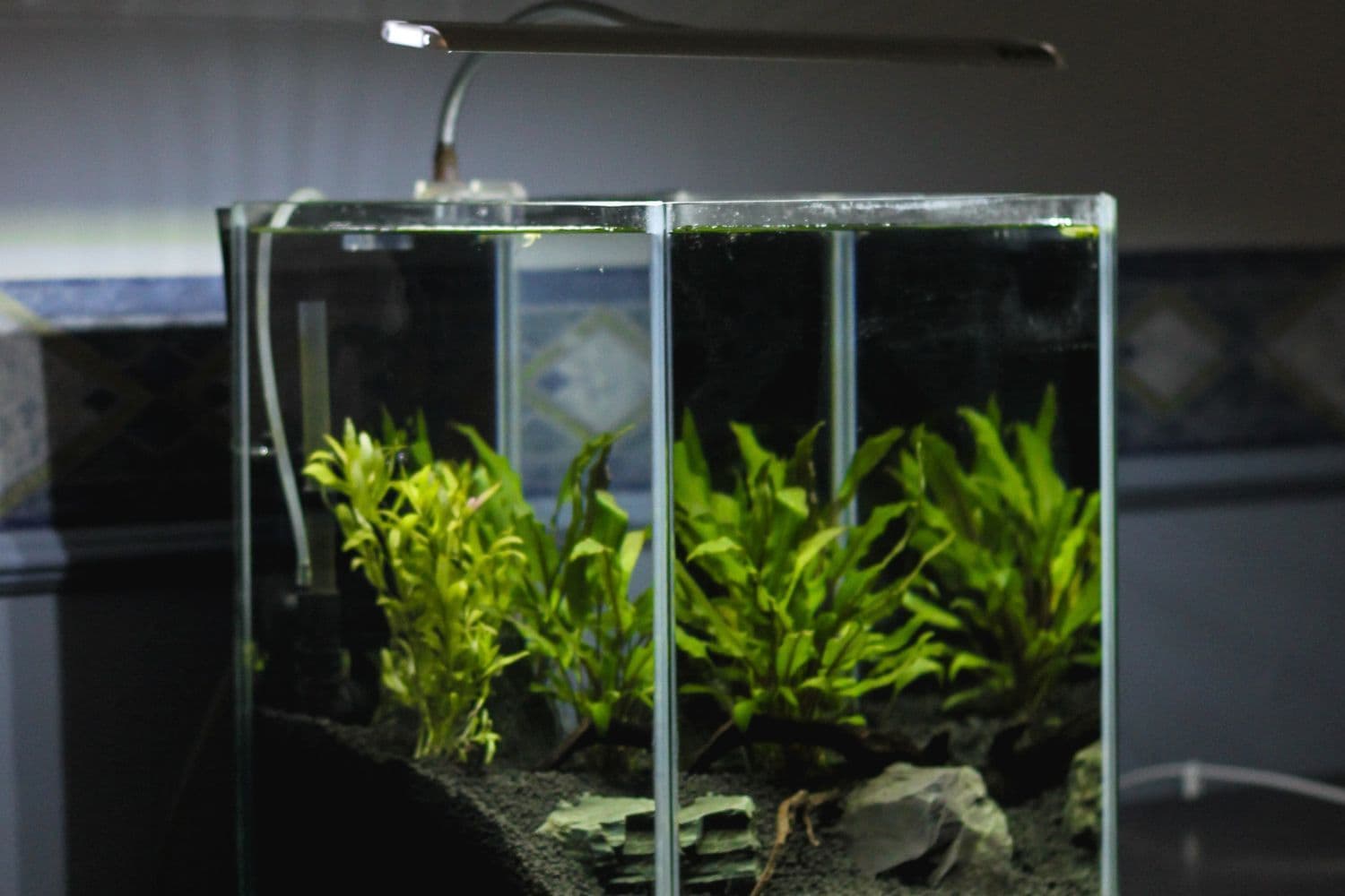 aquarium rempli d’eau et sans poisson