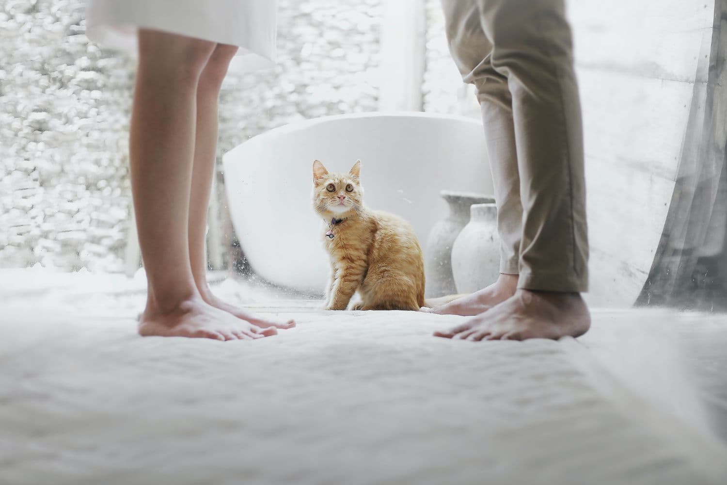 Chat roux assistant à une discussion entre ses maîtres