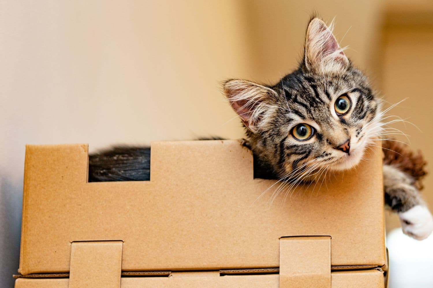 Chat dans une boîte en carton