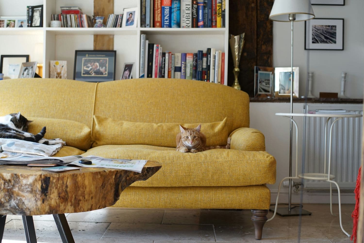 Chat roux sur un canapé jaune, table basse en bois au premier plan, bibliothèque blanche au dernier plan